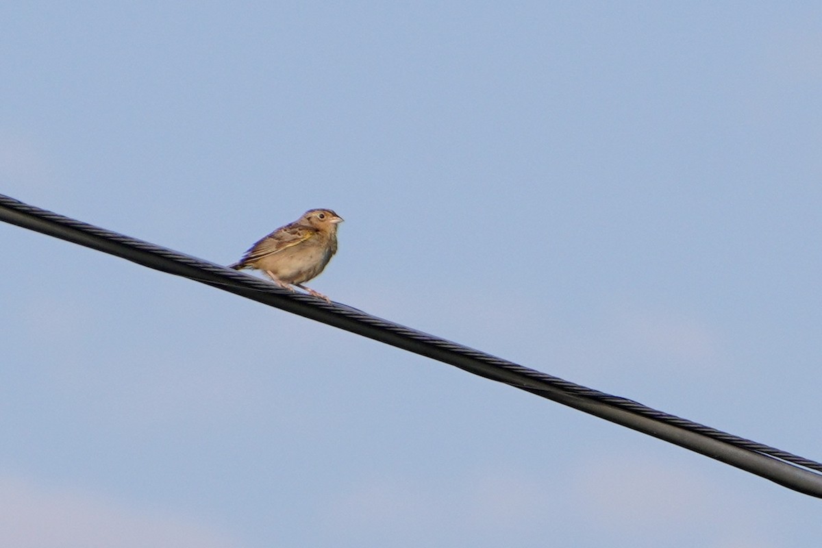 Grasshopper Sparrow - ML638396889