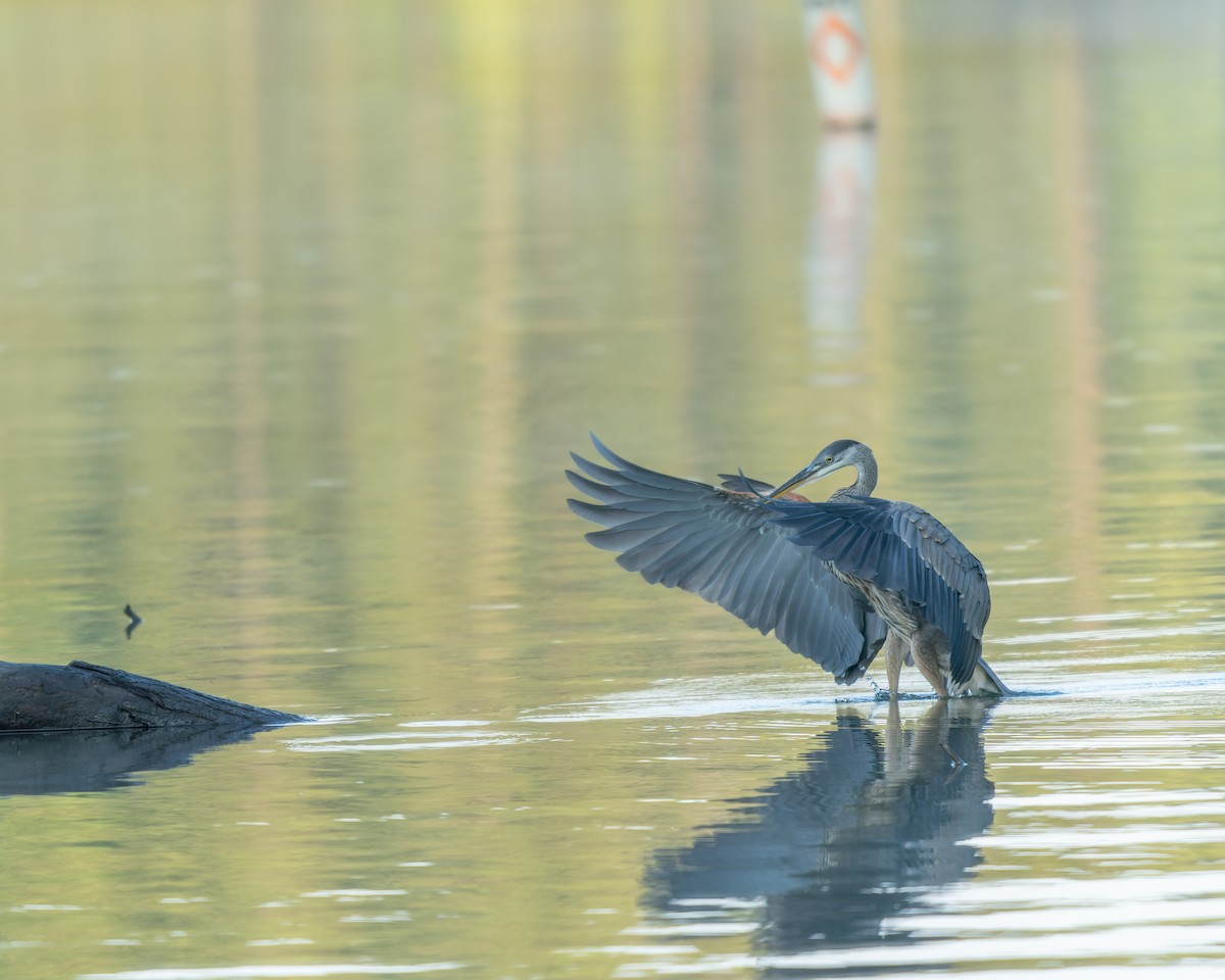 Great Blue Heron - ML638396891