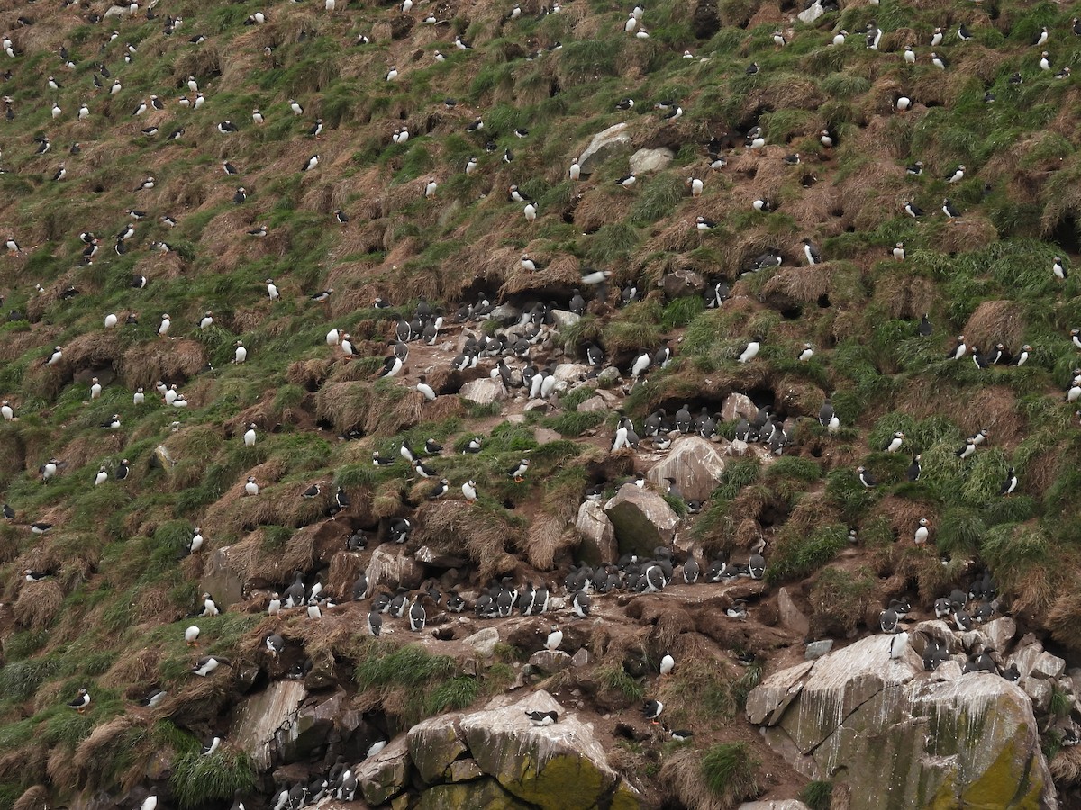 Atlantic Puffin - ML638396893