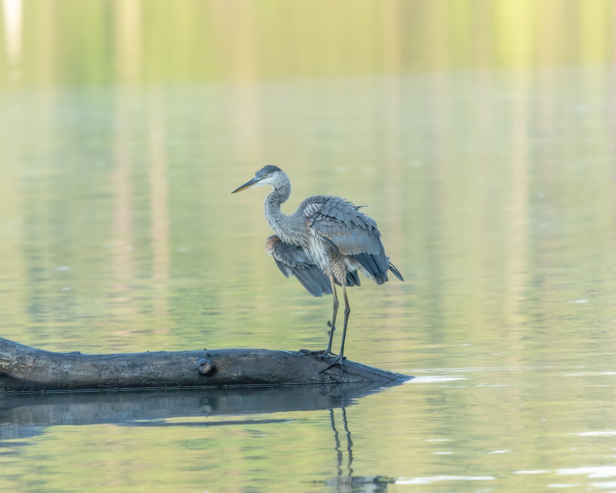 Great Blue Heron - ML638396894