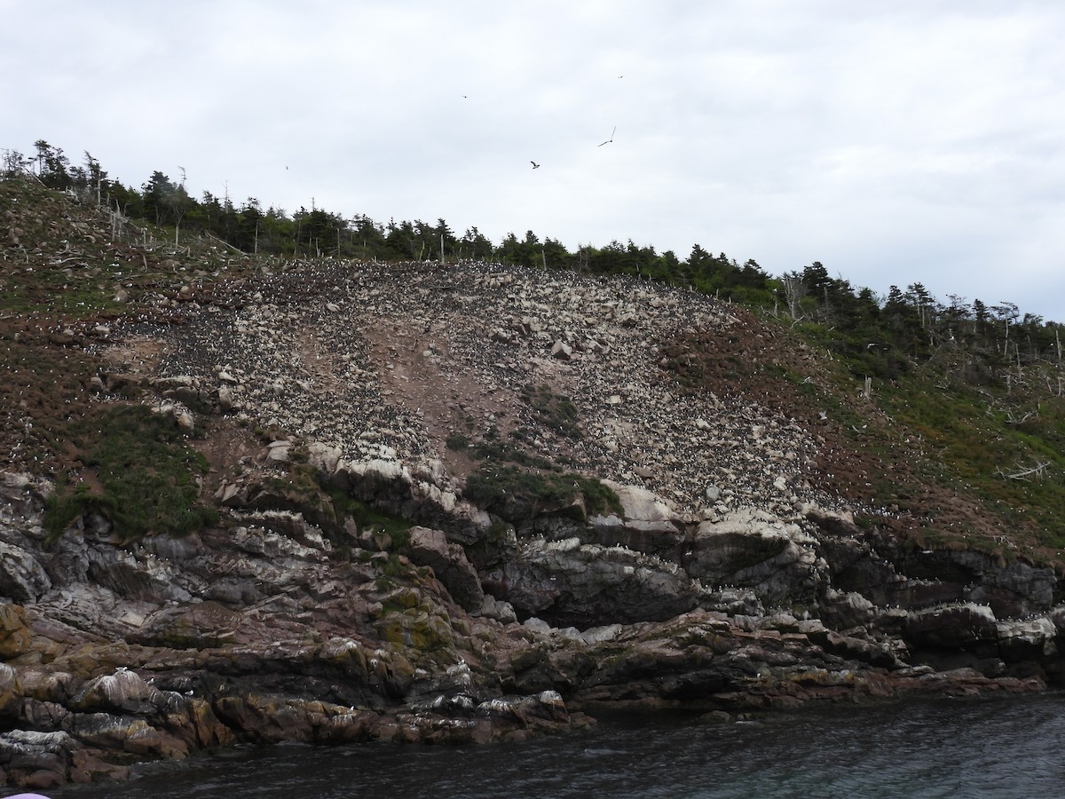 Common Murre - ML638396898