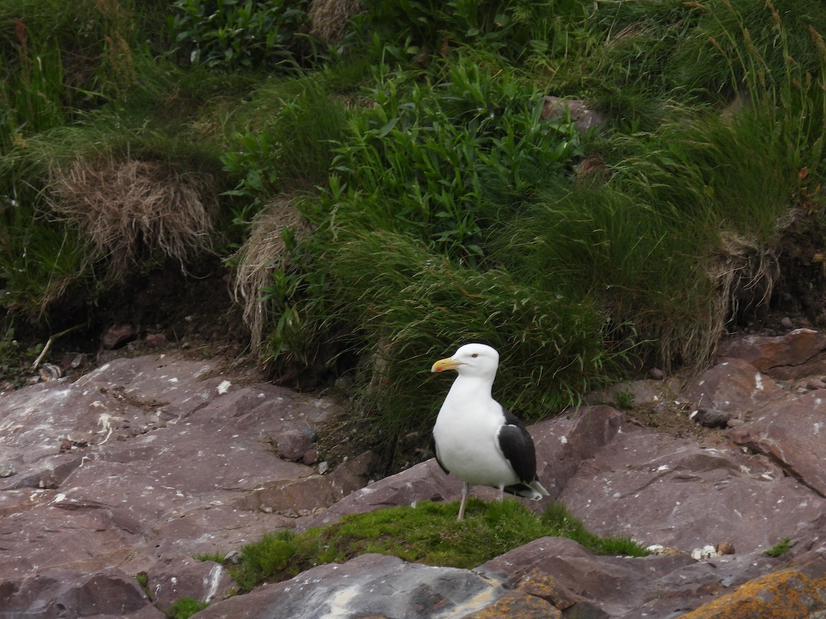 Great Black-backed Gull - ML638396900