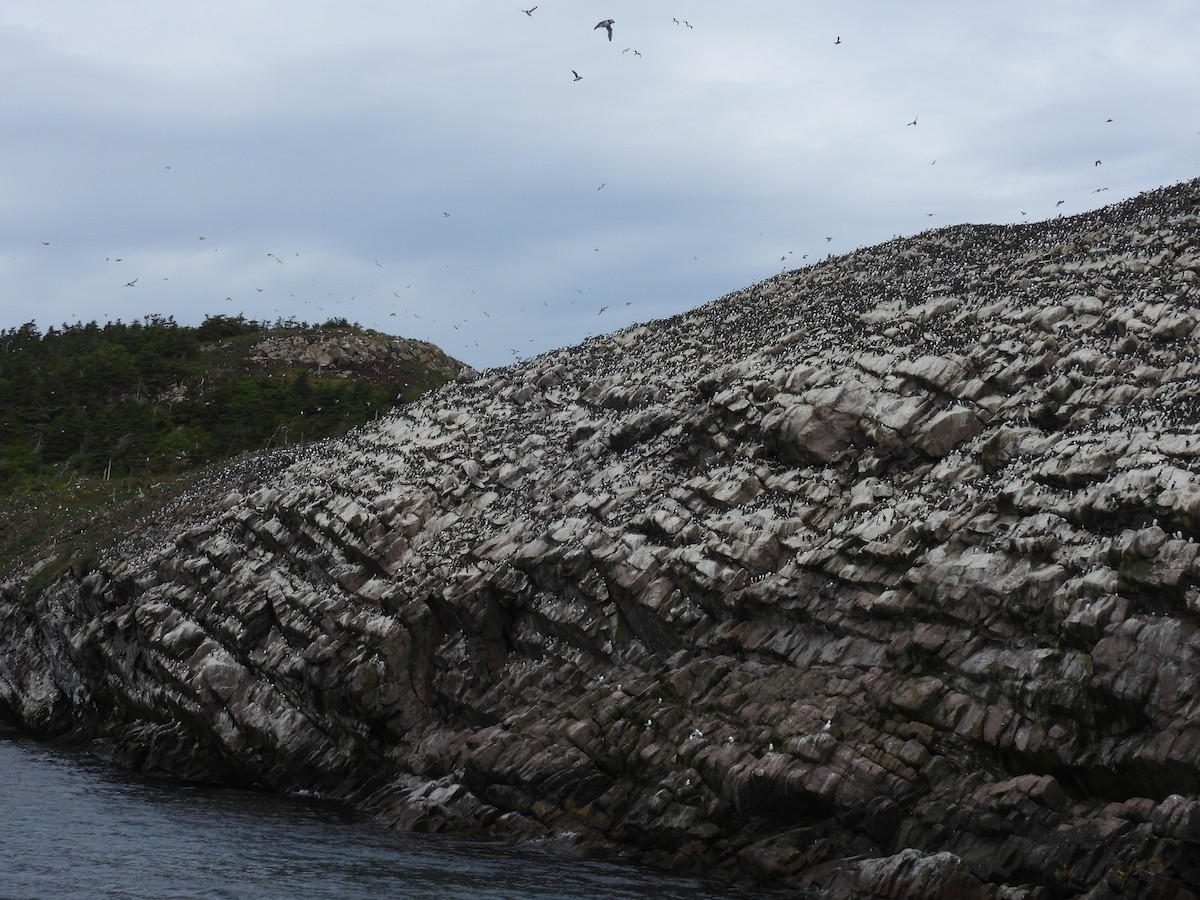 Common Murre - ML638396903