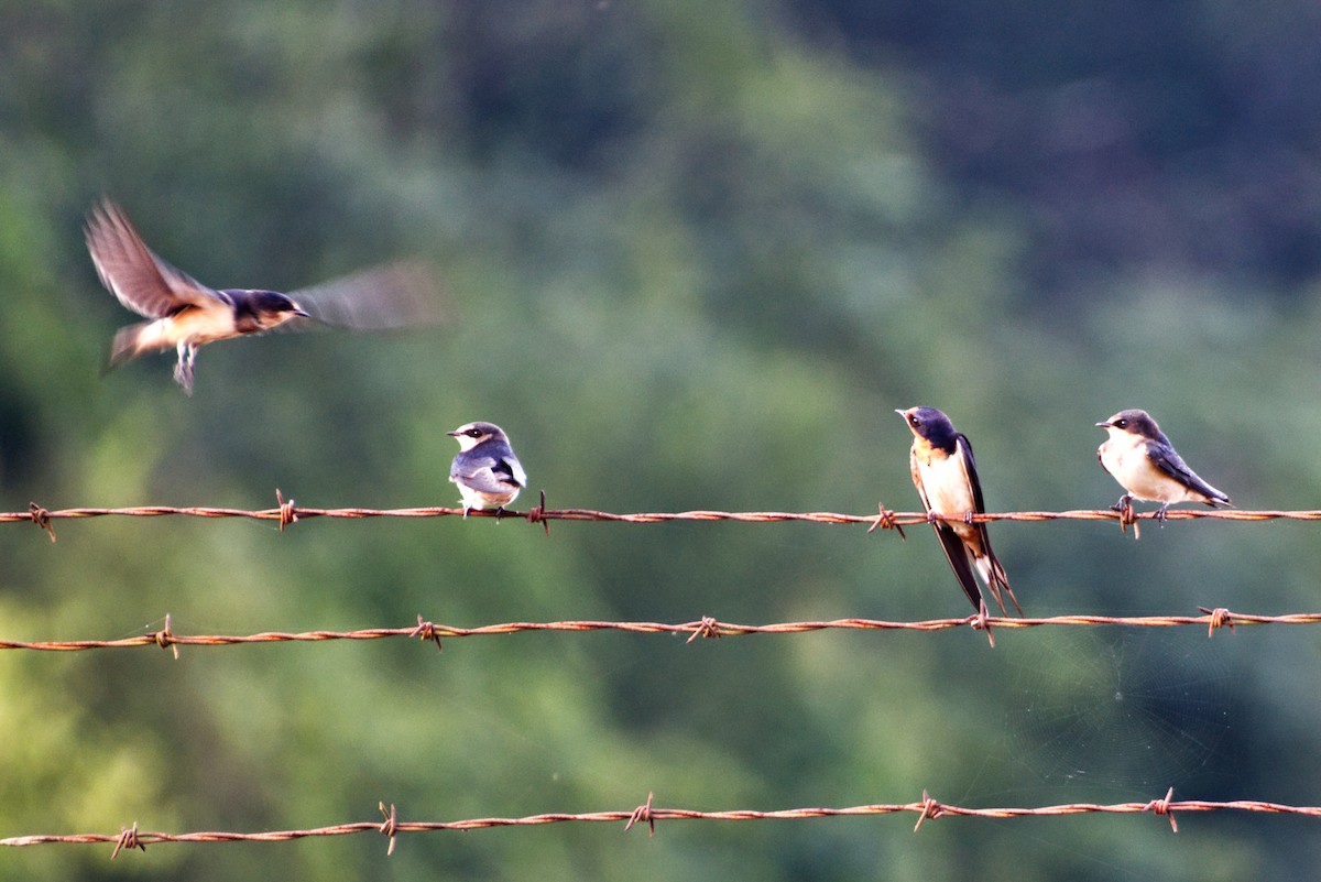 Barn Swallow - ML638396938