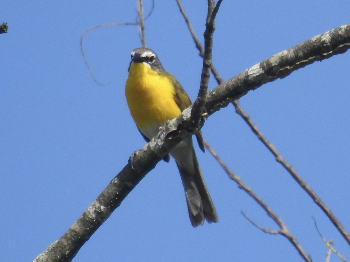 Yellow-breasted Chat - ML638396941