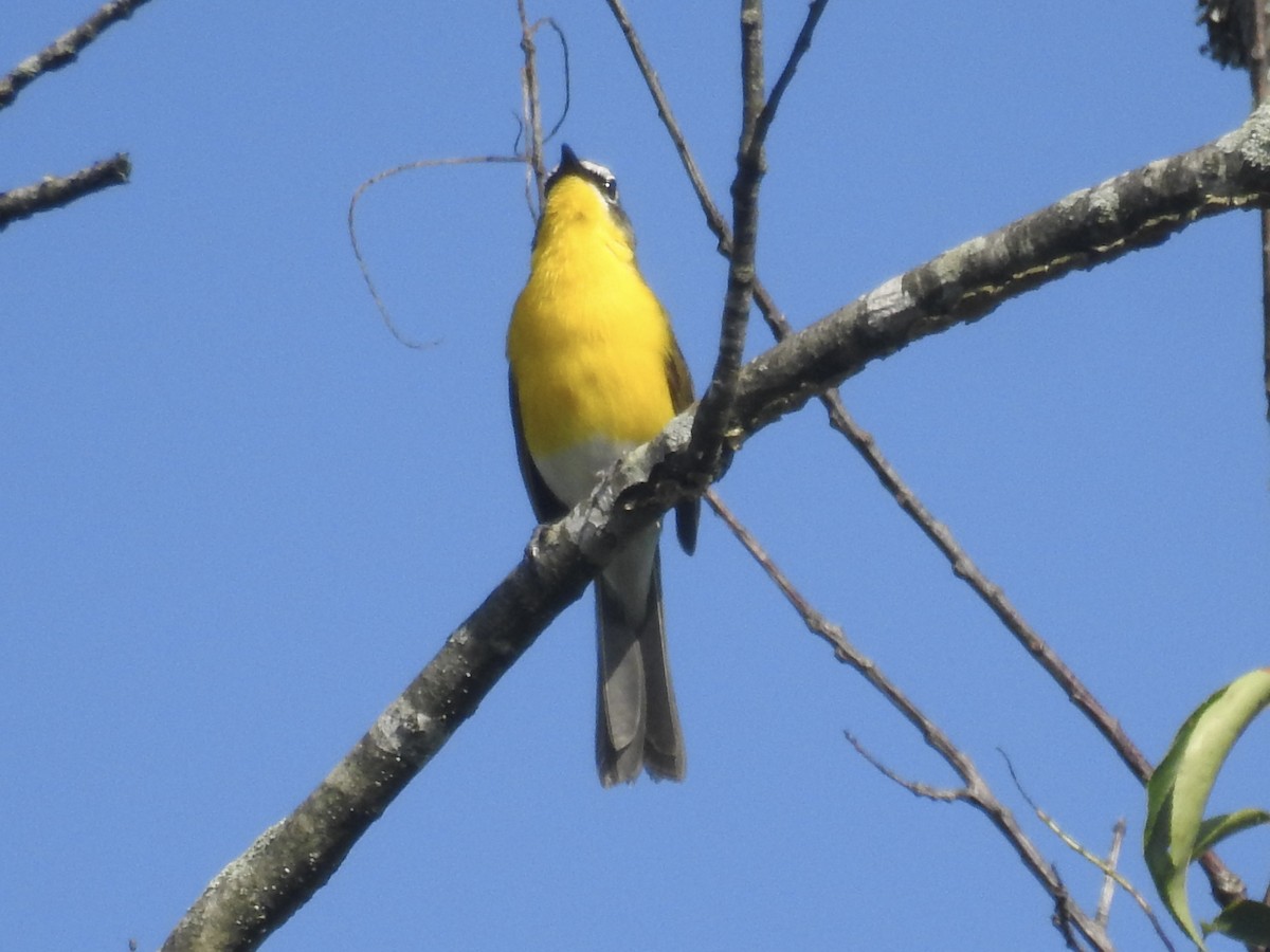 Yellow-breasted Chat - ML638396942