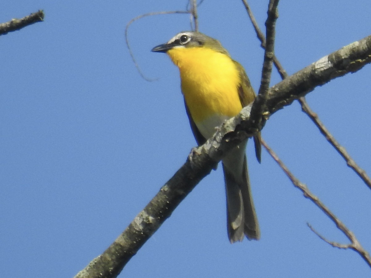 Yellow-breasted Chat - ML638396943