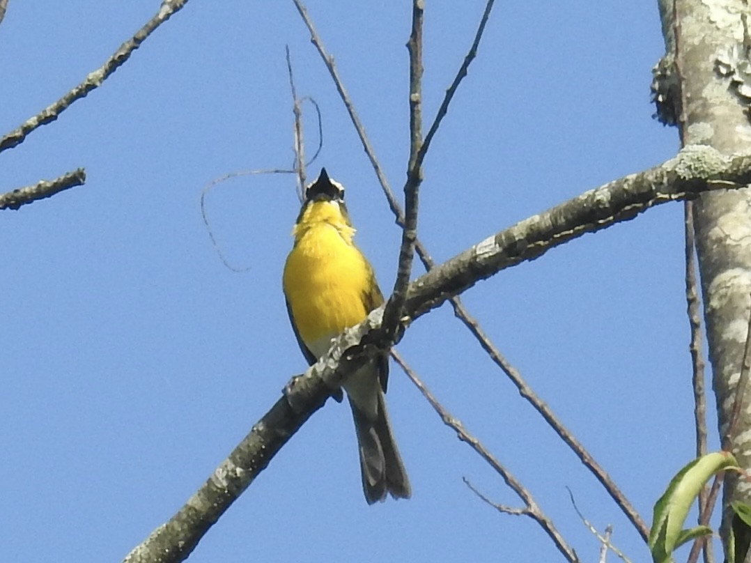 Yellow-breasted Chat - ML638396944