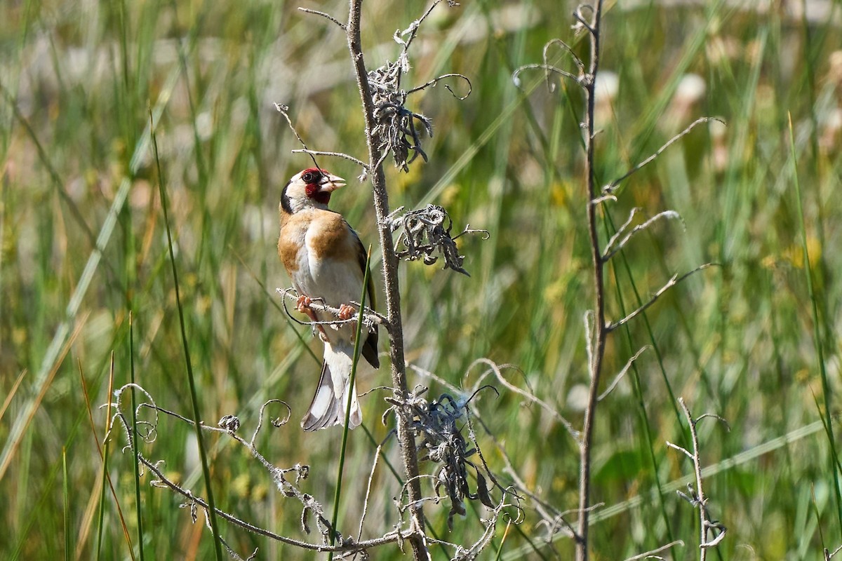 European Goldfinch - ML638396945
