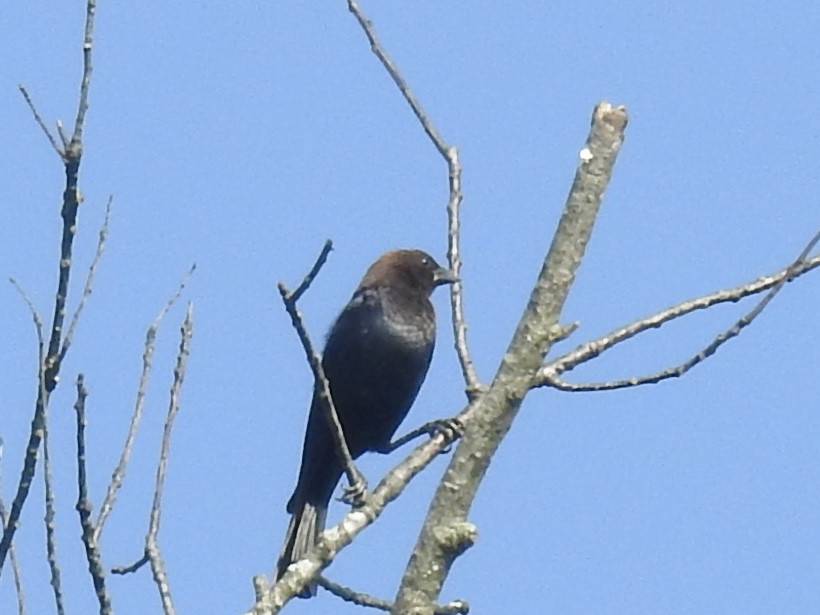 Brown-headed Cowbird - ML638396947