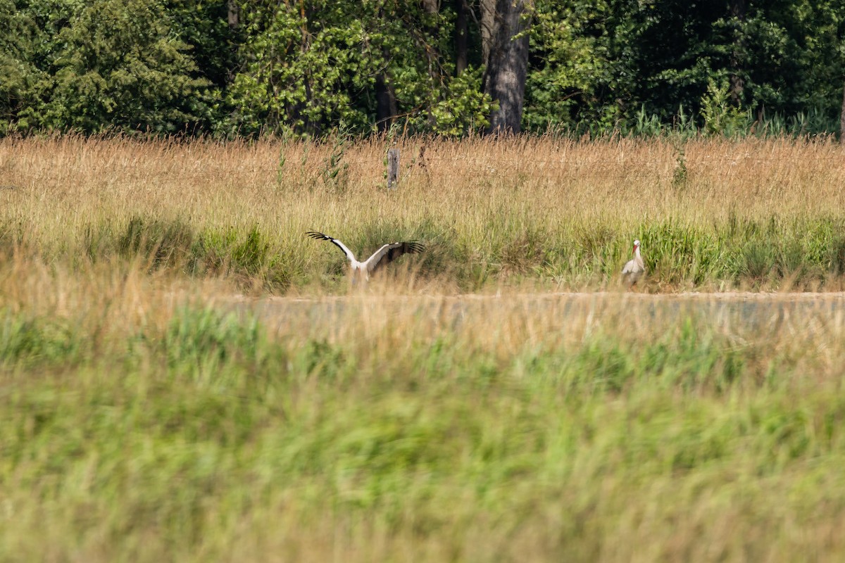 White Stork - ML638396951