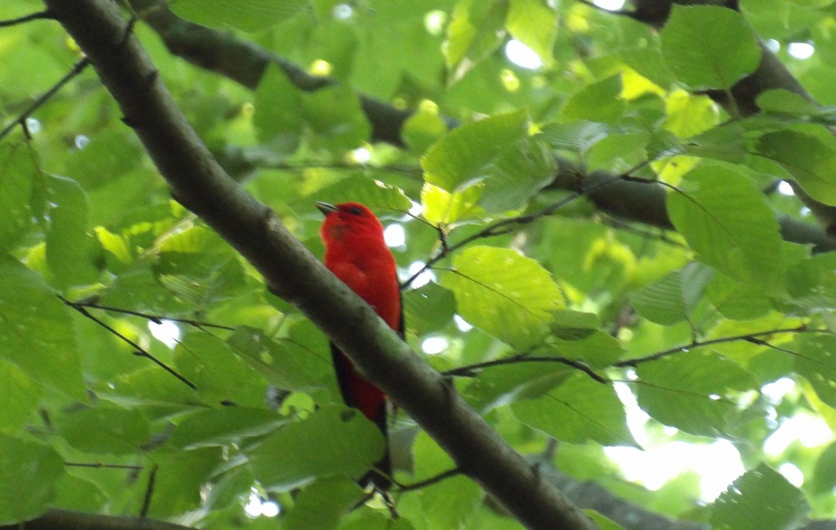Scarlet Tanager - ML638396952