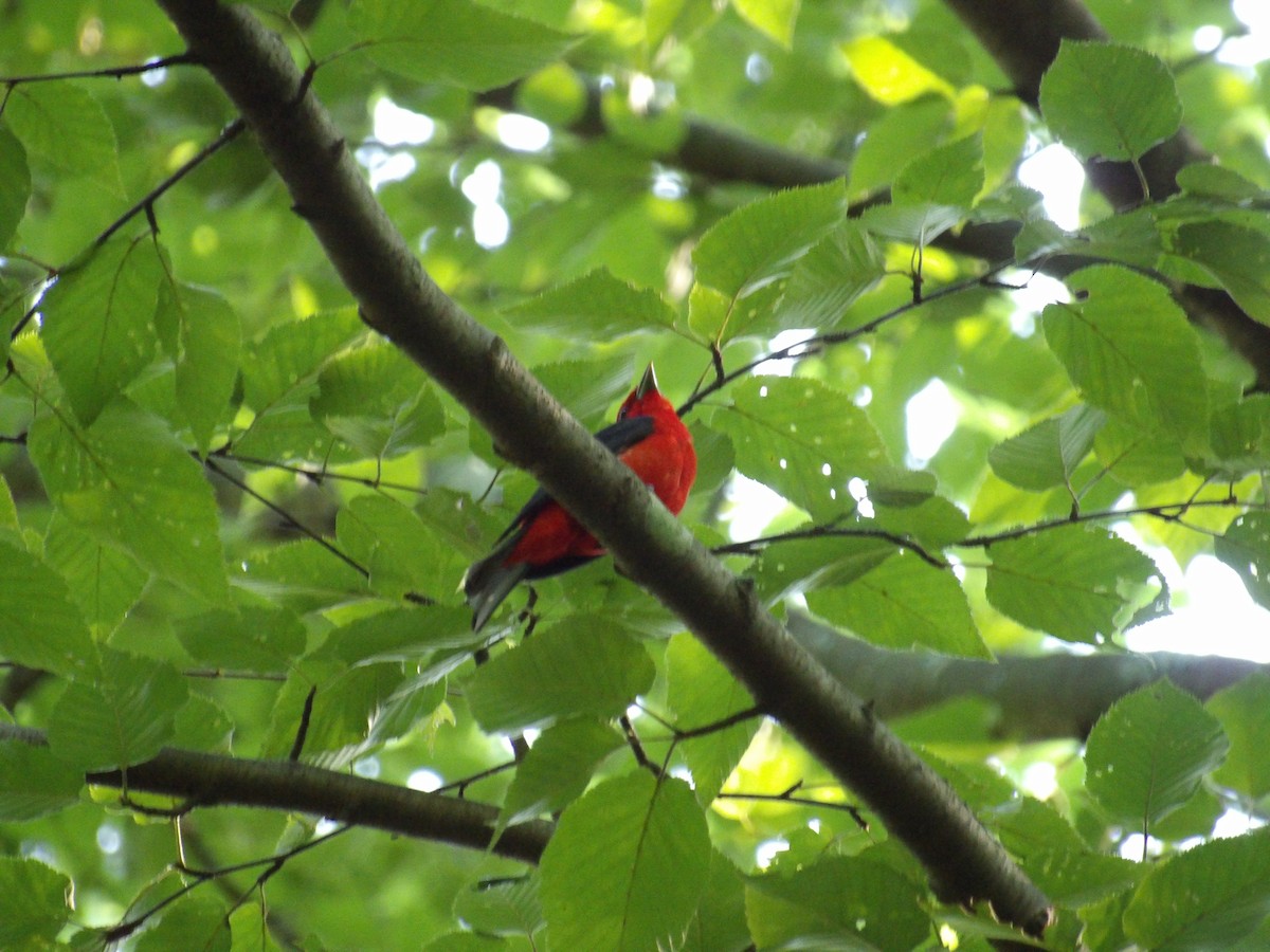 Scarlet Tanager - ML638396953