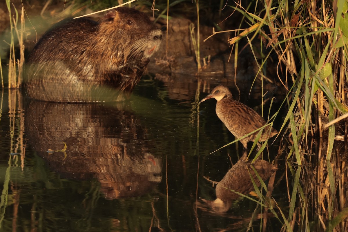 Water Rail - ML638396955