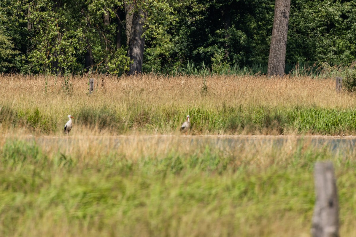 White Stork - ML638396956