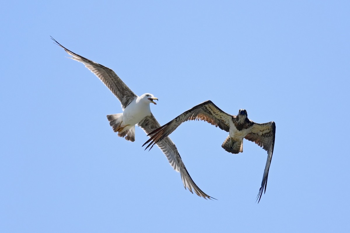 Osprey - ML638396958
