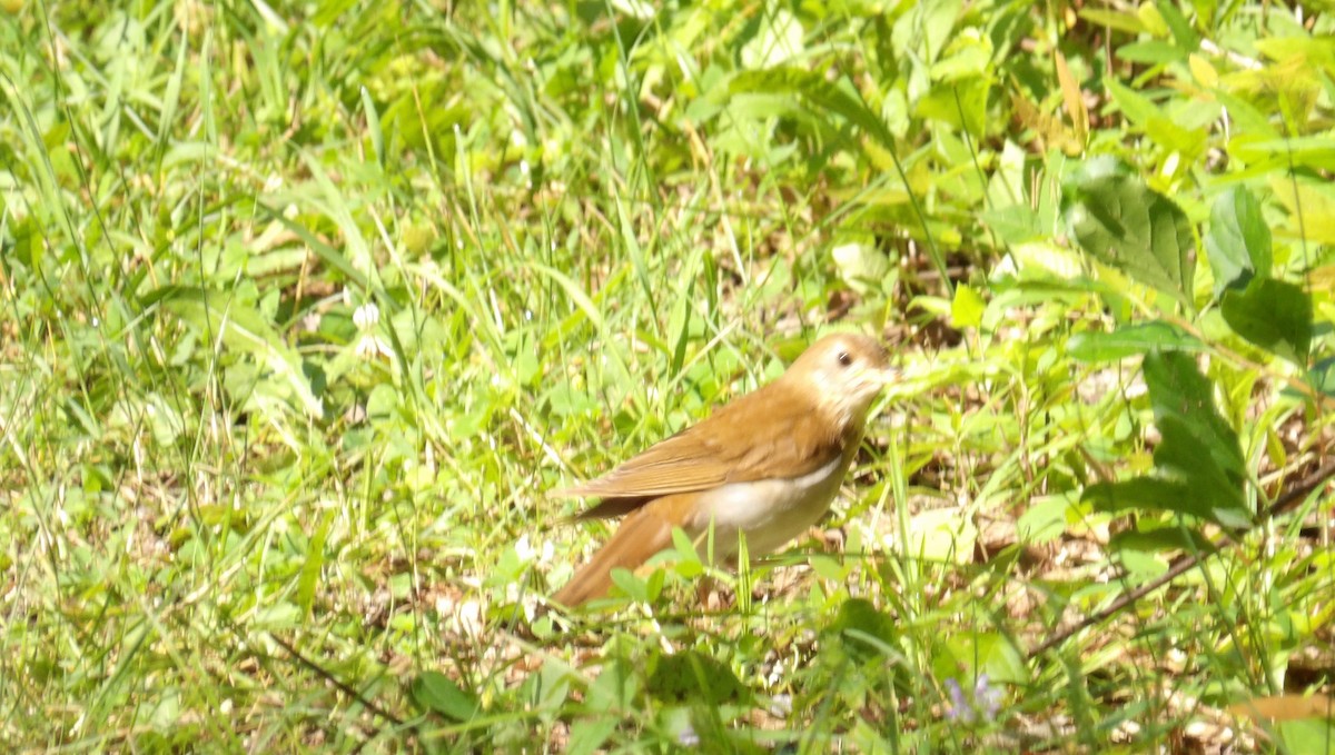 Veery - ML638396959