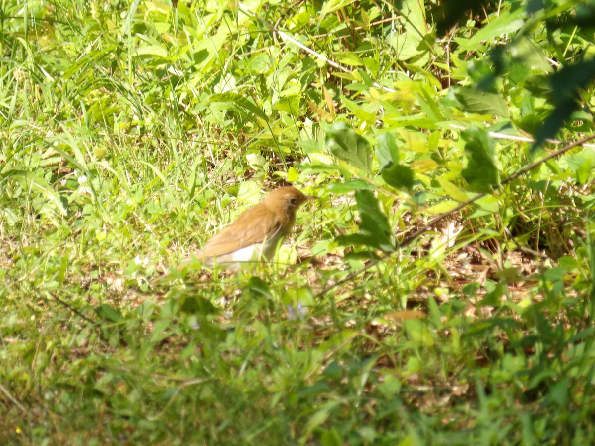 Veery - ML638396960