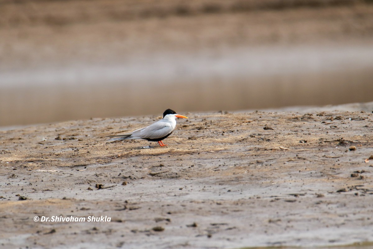 Black-bellied Tern - ML638396961