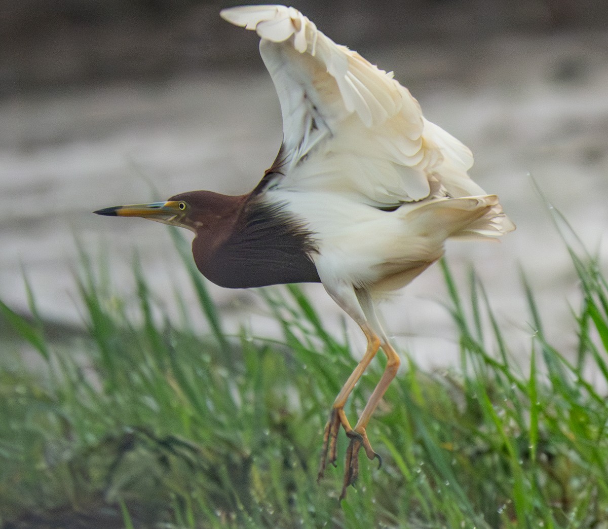 Chinese Pond-Heron - ML638396963