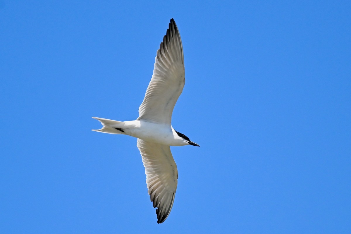 Gull-billed Tern - ML638396964
