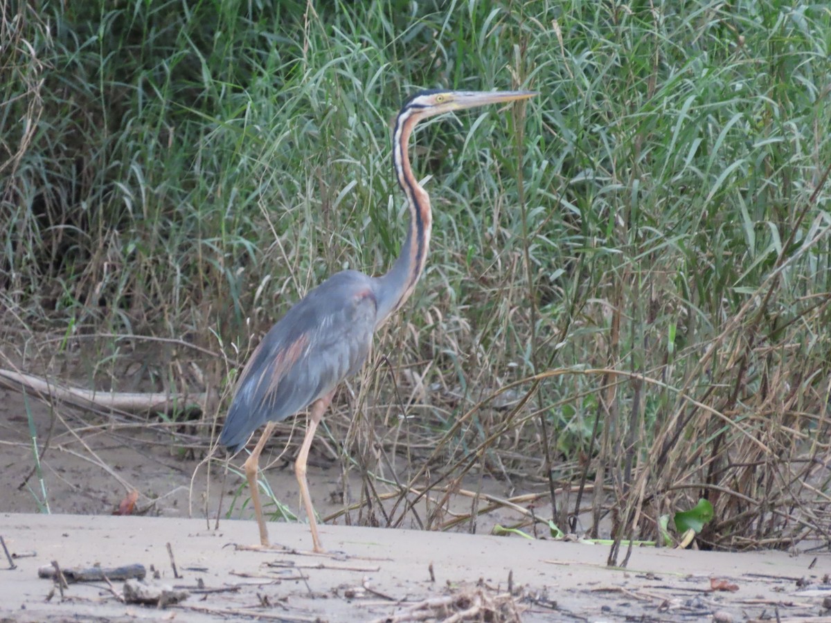 Purple Heron - ML638396965