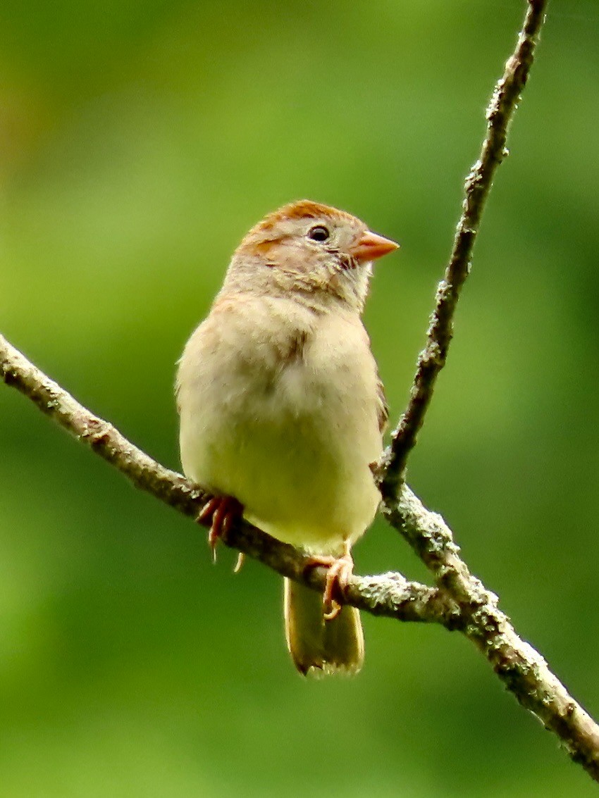 Field Sparrow - ML638396966