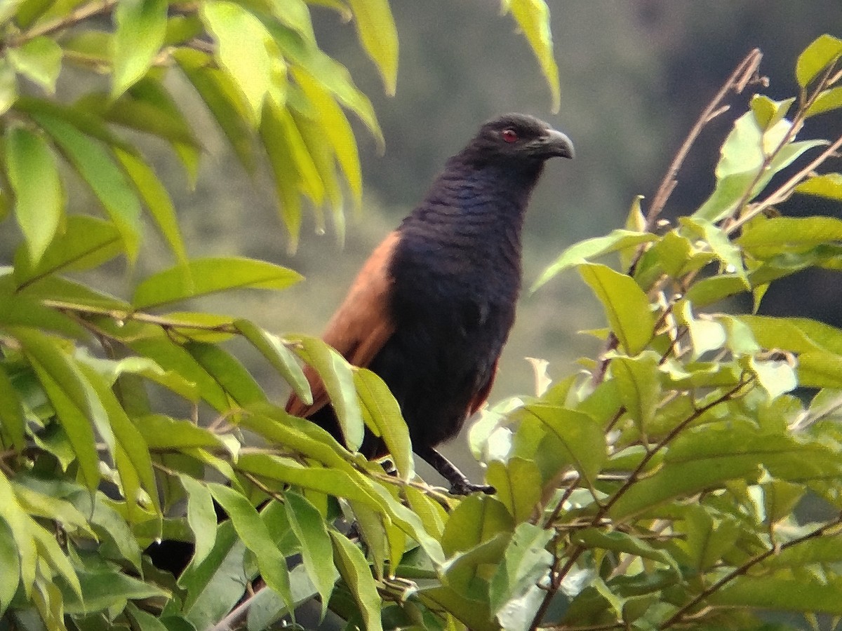 Greater Coucal - ML638396967