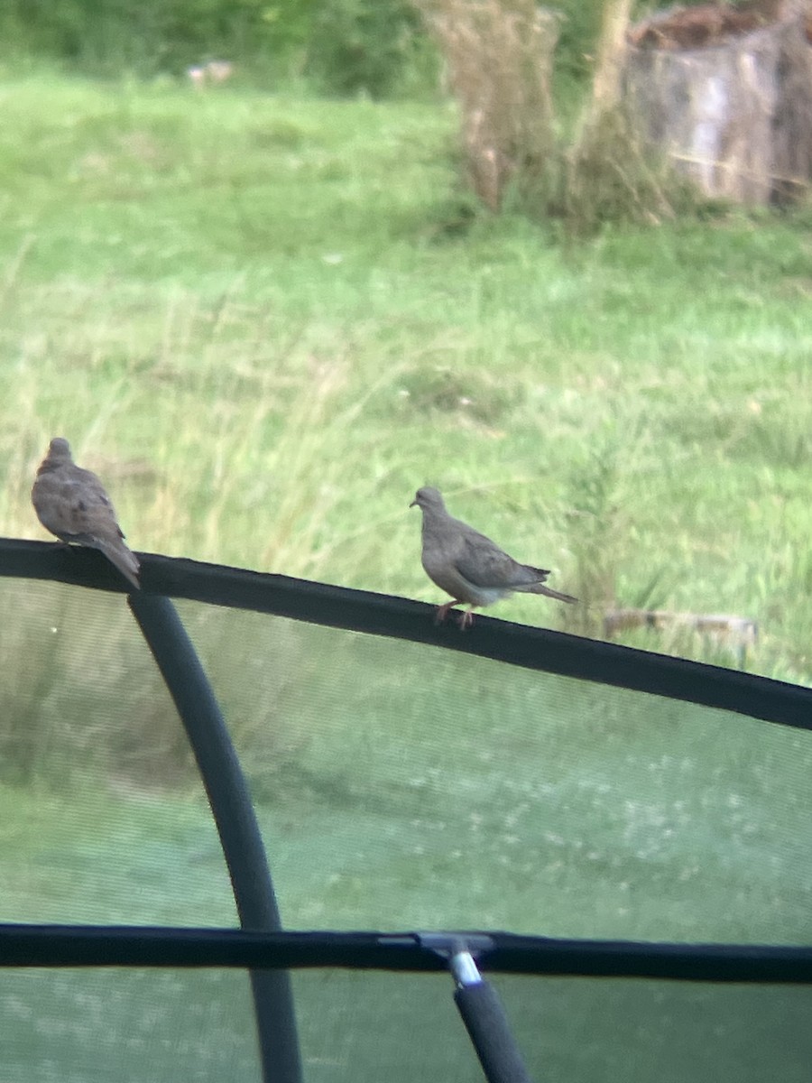 Mourning Dove - ML638396968