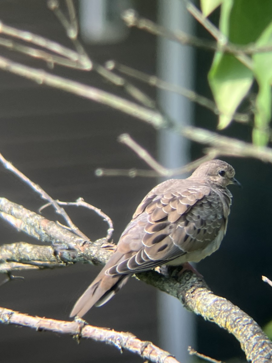 Mourning Dove - ML638396969