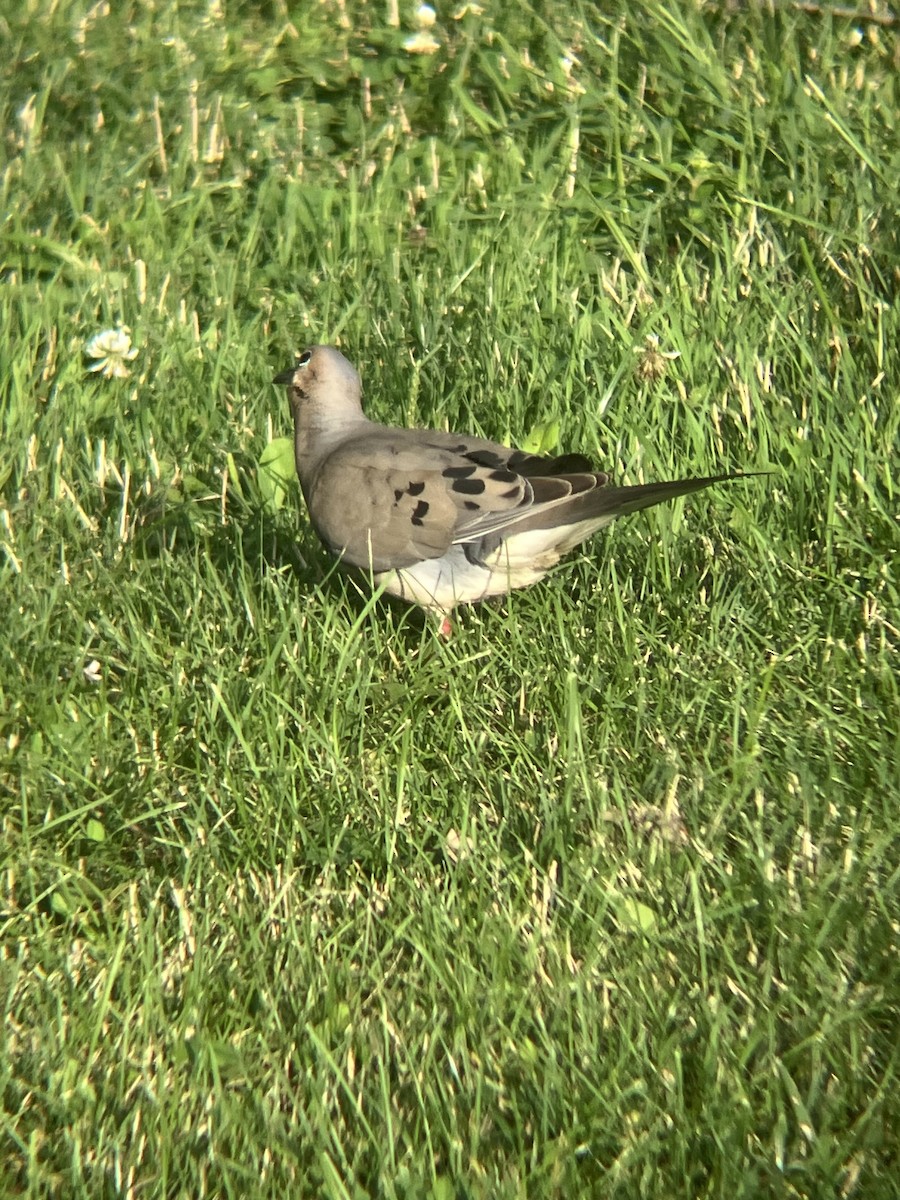 Mourning Dove - ML638396970