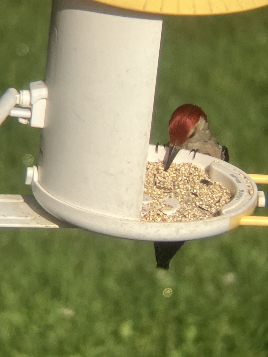 Red-bellied Woodpecker - ML638396974