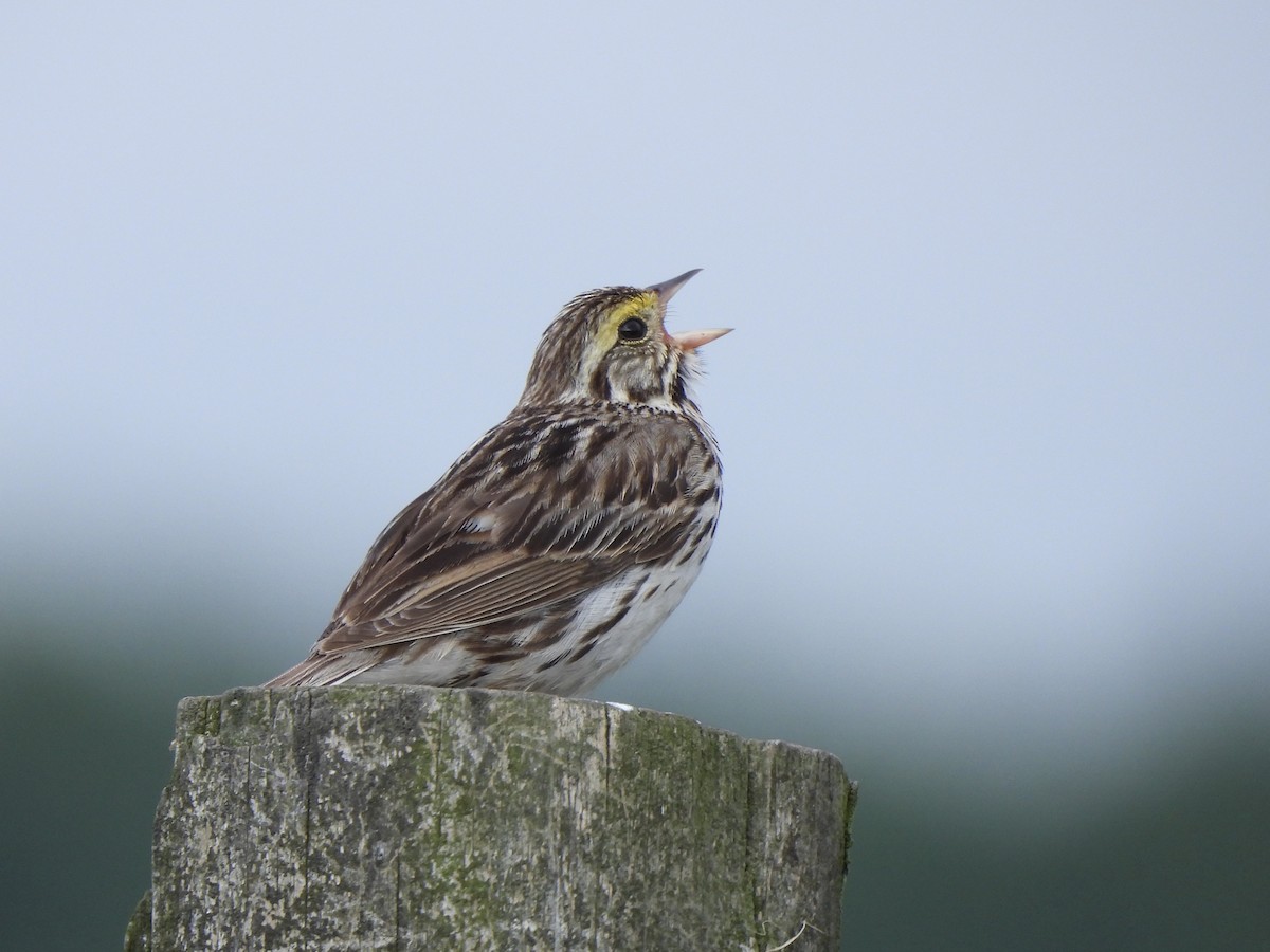 Savannah Sparrow - ML638396975