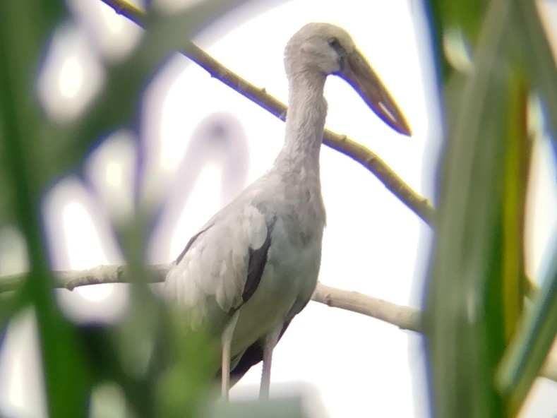 Asian Openbill - ML638396976