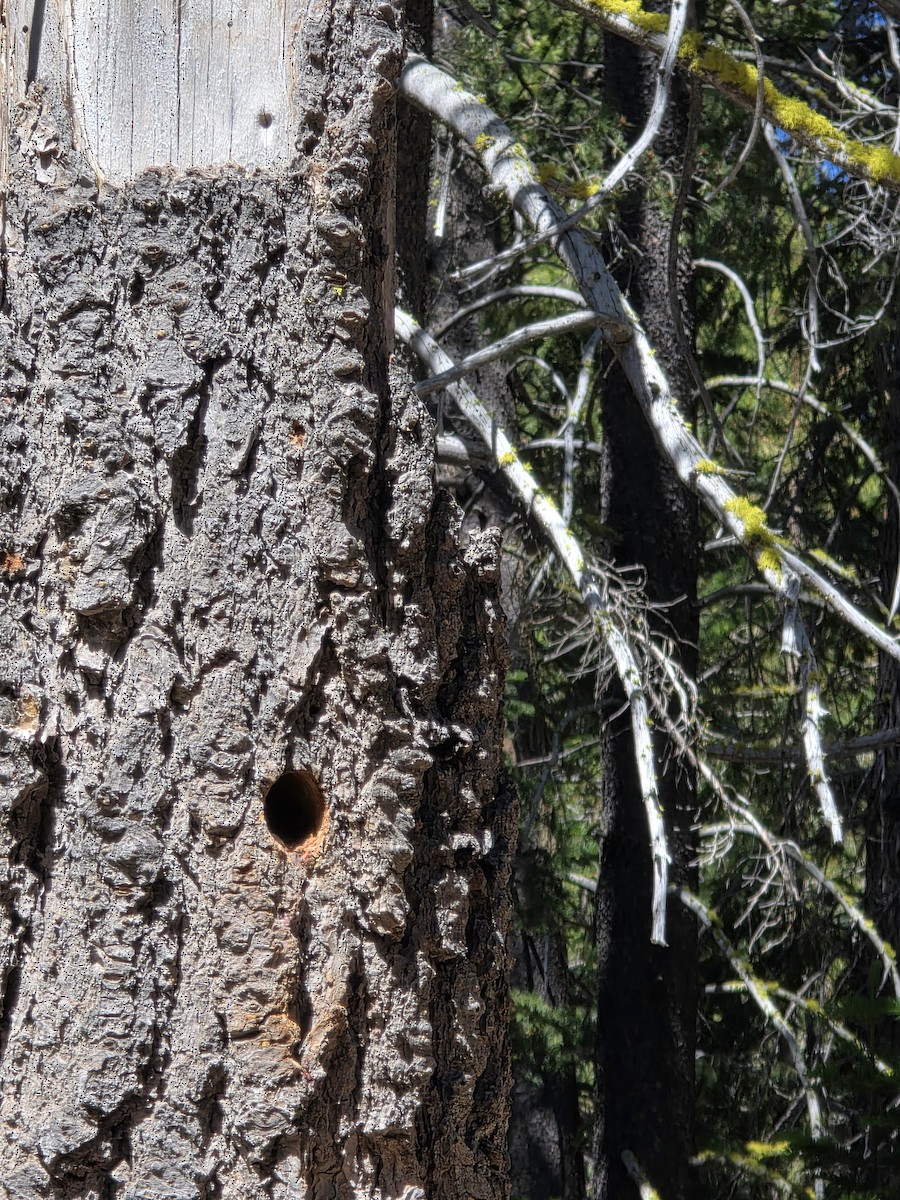 White-headed Woodpecker - ML638397024