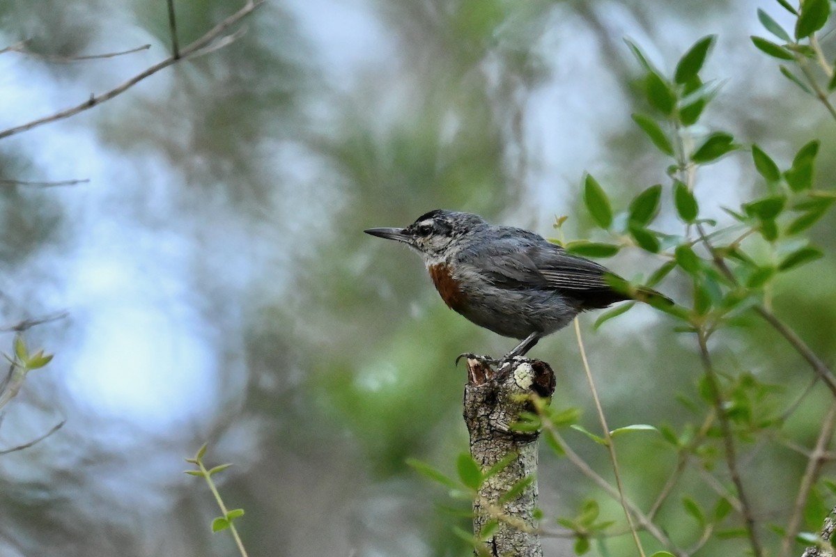 Krüper's Nuthatch - ML638397029