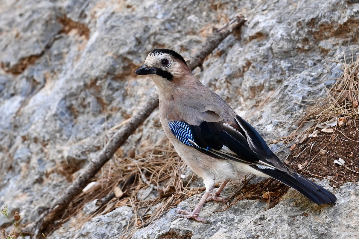 Ghiandaia - ML638397045