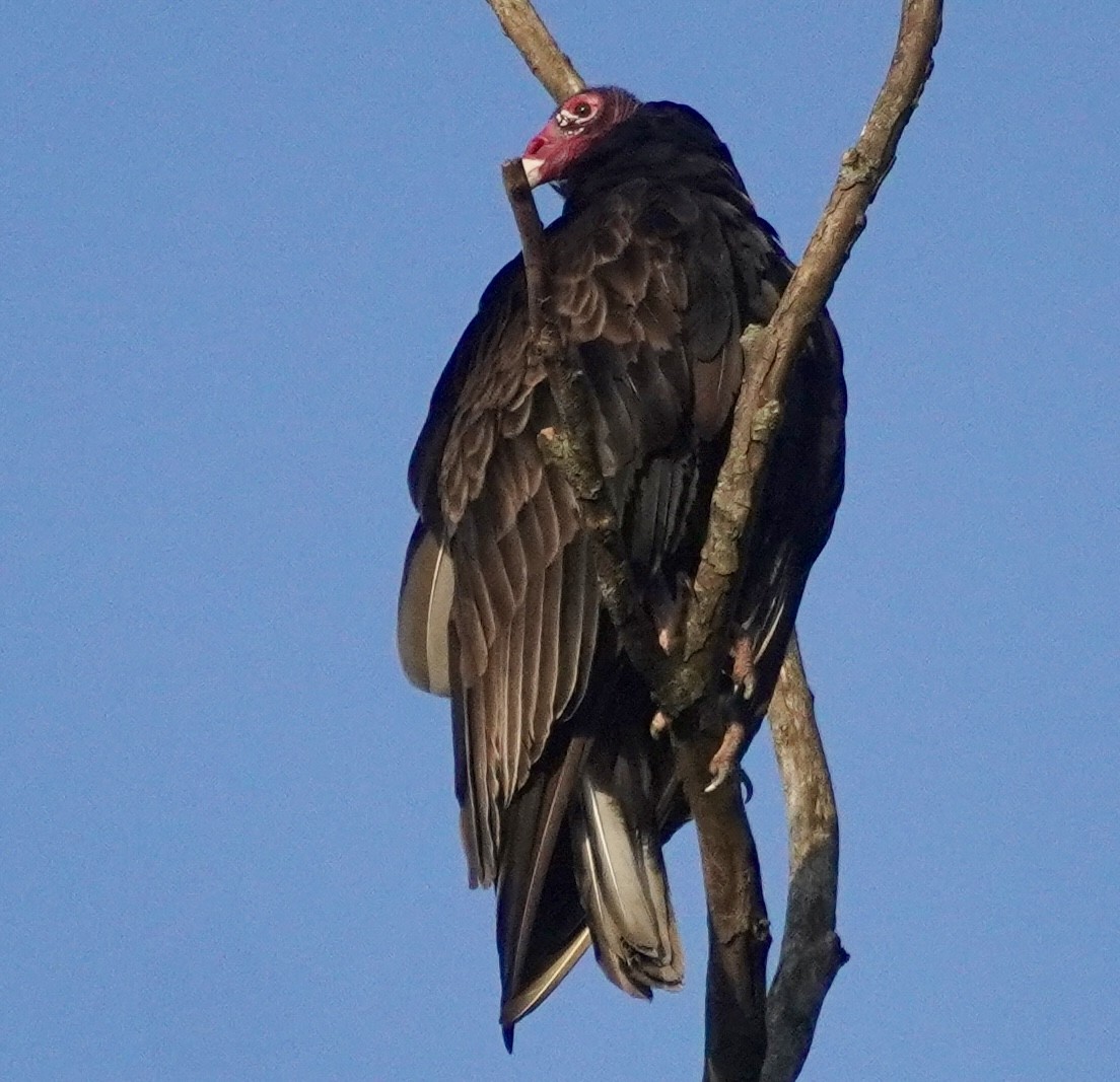 Turkey Vulture - ML638397135