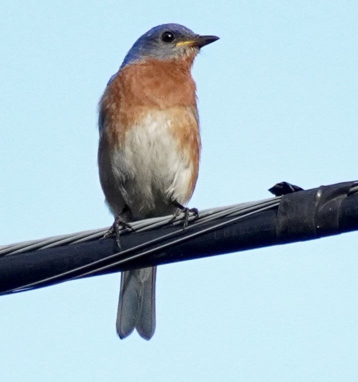 Eastern Bluebird - ML638397138