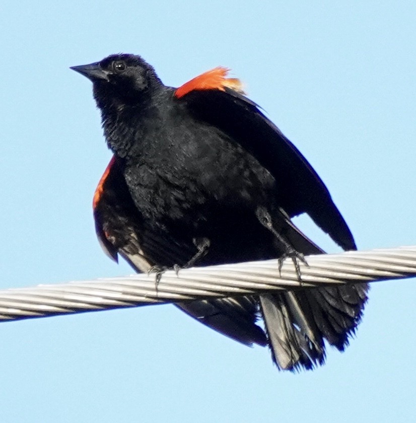 Red-winged Blackbird - ML638397141