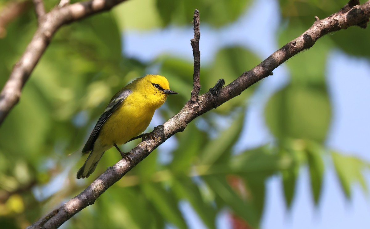 Blue-winged Warbler - ML638397162