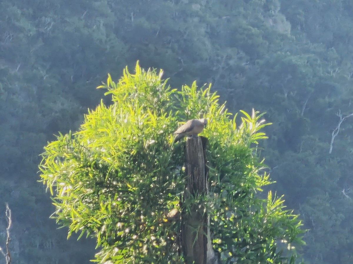 Spotted Dove - ML638397175