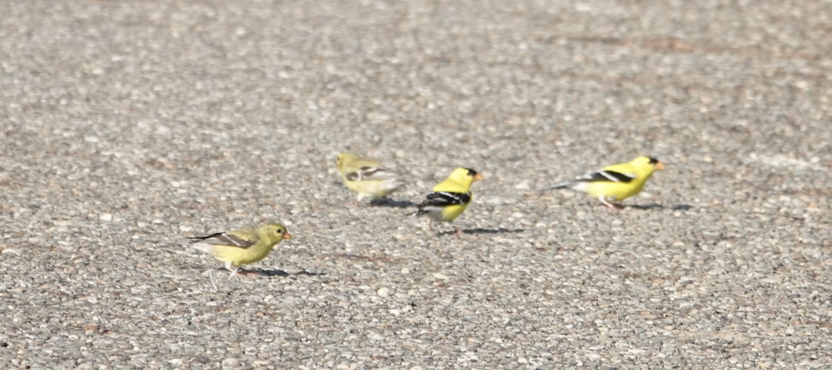 American Goldfinch - ML638397178