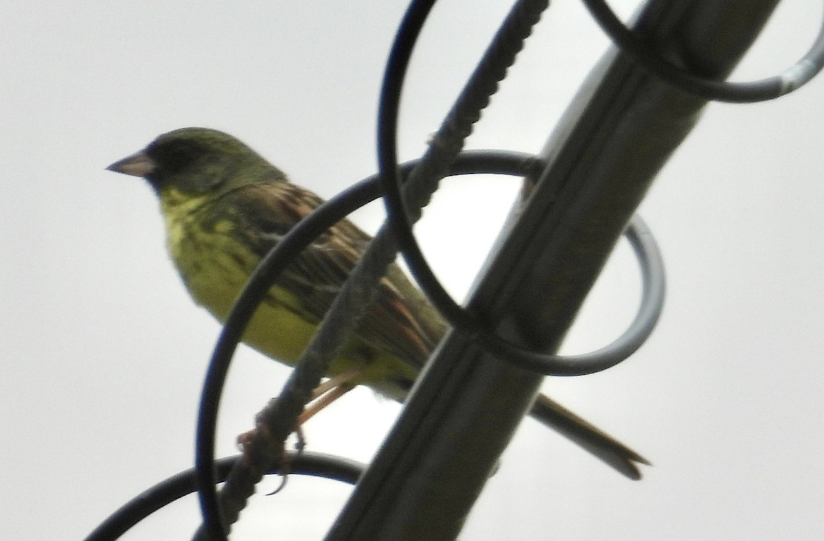 Masked Bunting - ML638397192