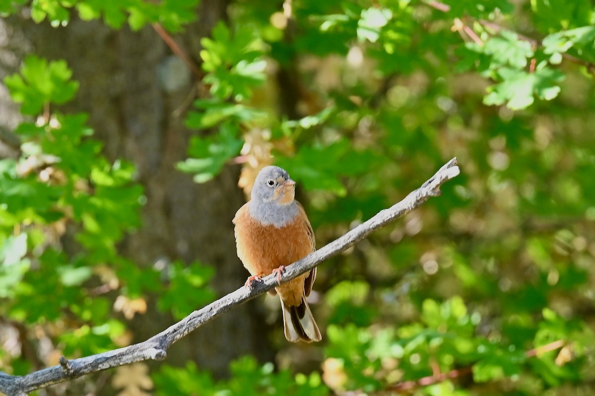 Cretzschmar's Bunting - ML638397198