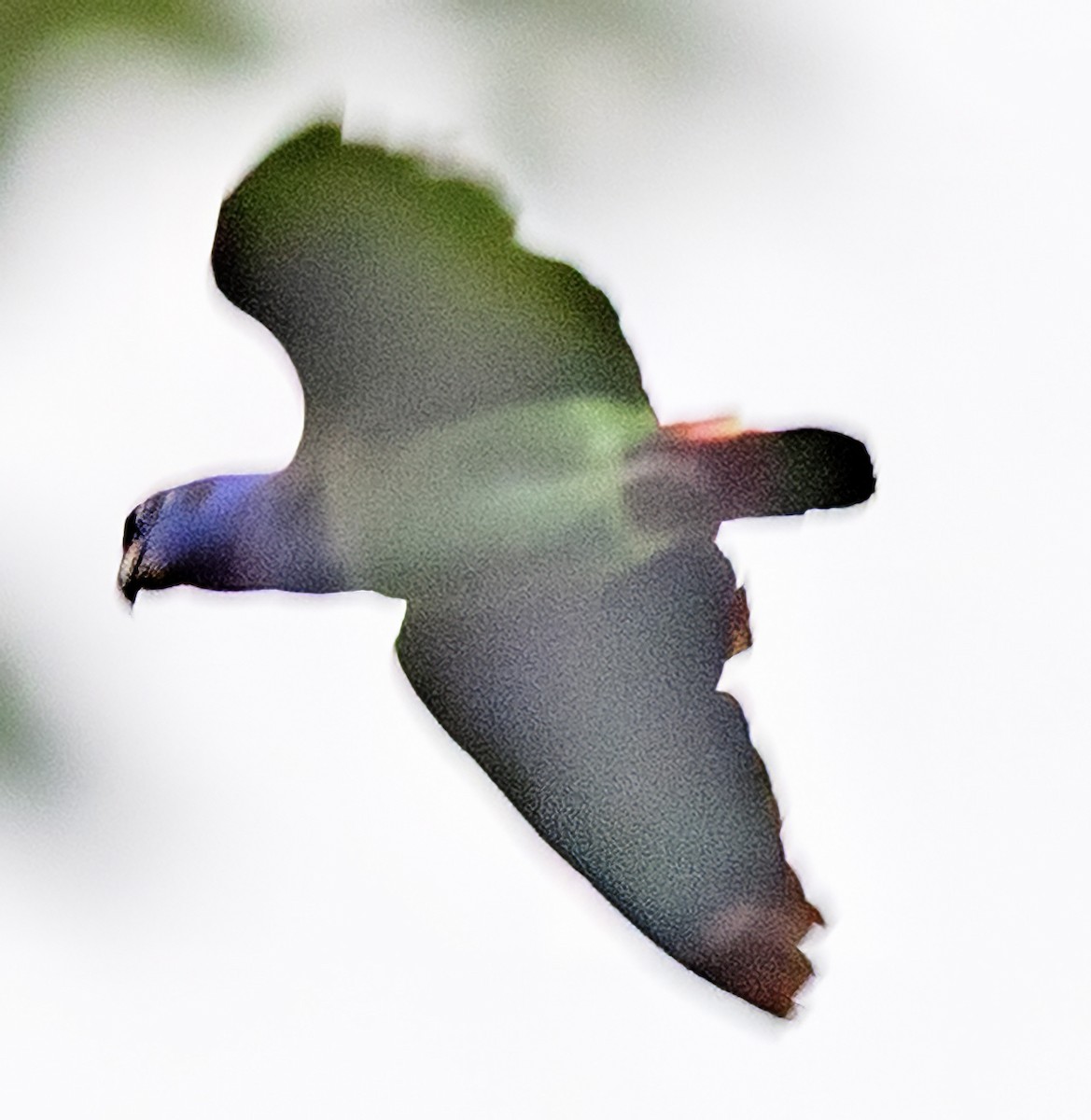 Blue-headed Parrot - ML638397200