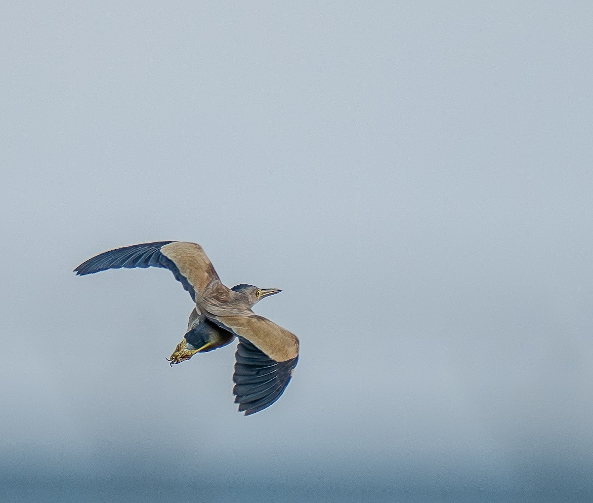 Yellow Bittern - ML638397240