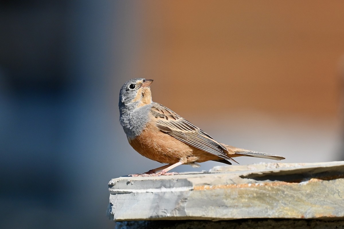 Cretzschmar's Bunting - ML638397257