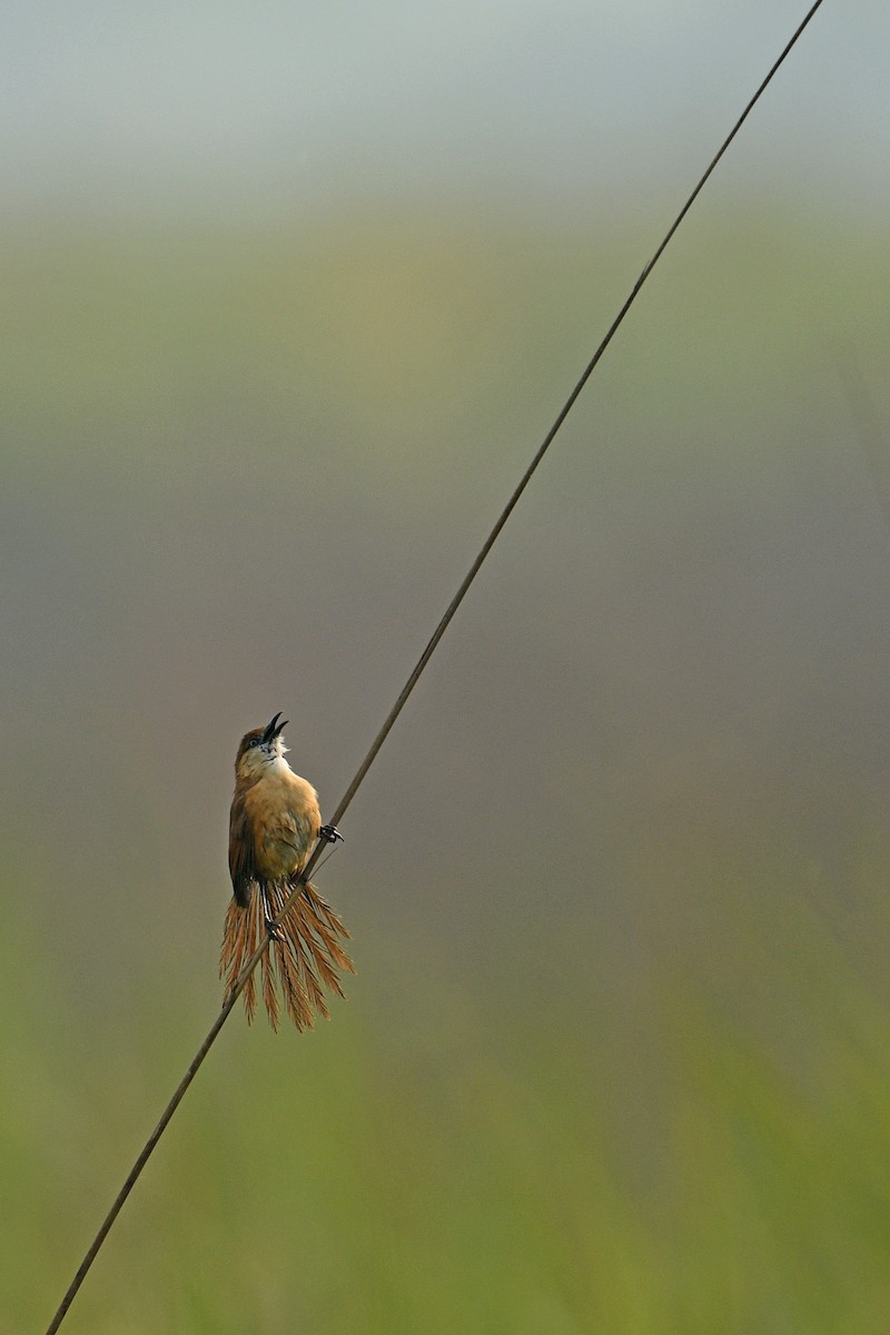 Slender-billed Babbler - ML638397264