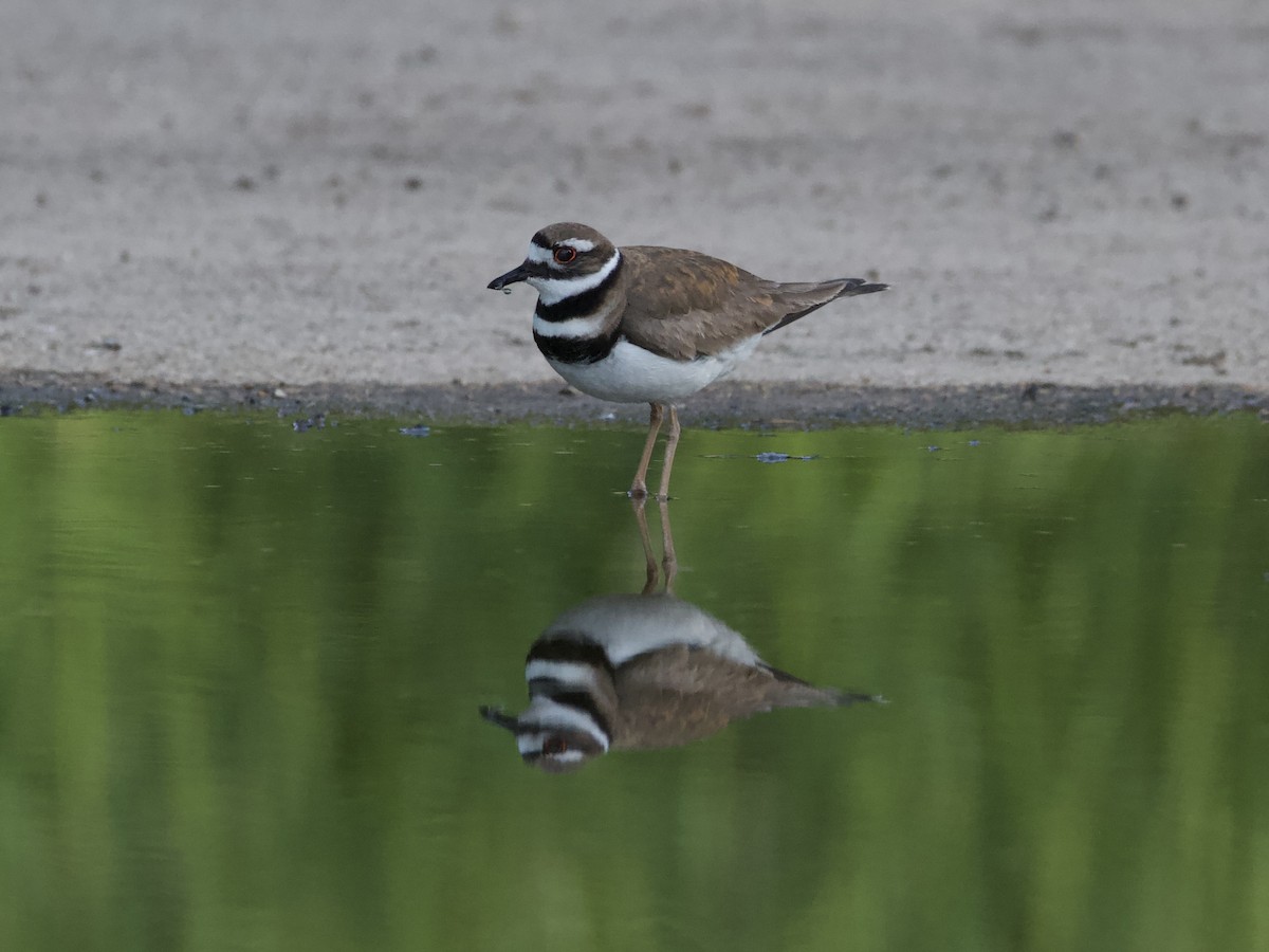 Killdeer - ML638397266